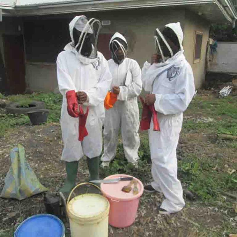 Bee Farming 33